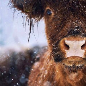 Art print- highland cow close up in the snow 8.5x11 inches